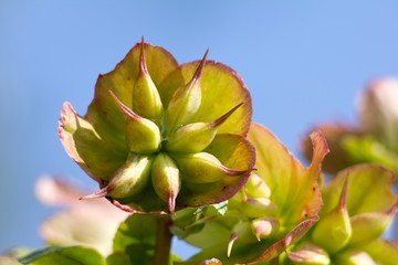 Sempervivum medicinal