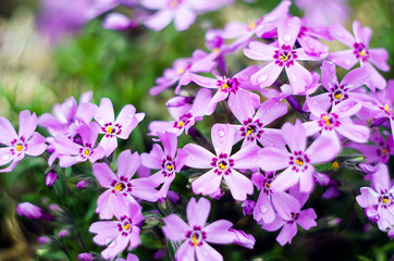 Little flowers blooming phlox pink with