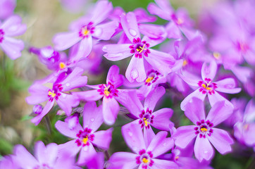 Obraz premium Little flowers blooming phlox pink with