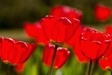 Red tulips for backgrounds.
