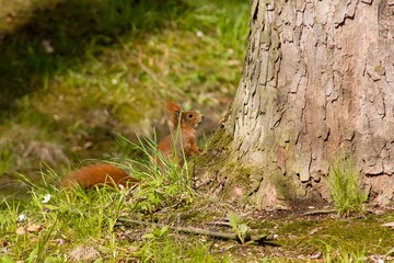 Brown european squirrel