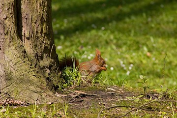 Brown european squirrel