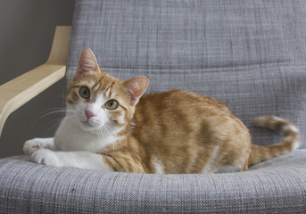 Beautiful fluffy ginger cat lying on the sofa