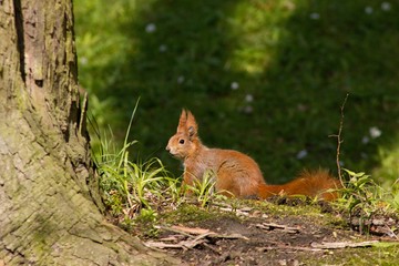 Brown european squirrel