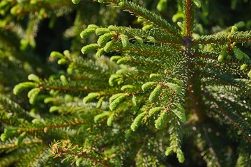 Pine Tree Closeup