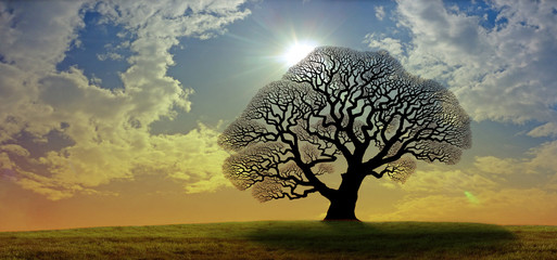 Mighty Oak Tree - a black silhouette of a large oak tree with no leaves against a gold and blue wide sky with bright sunburst behind the tree and copy space
 - obrazy, fototapety, plakaty