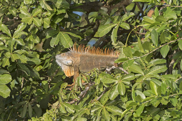 Male Iguana in a Tree