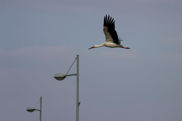 cigogne en vol dans le modernisme des villes