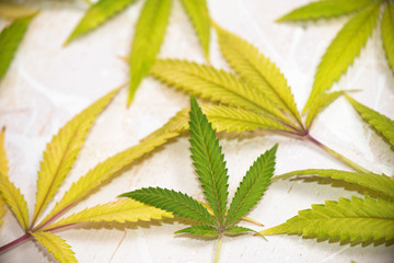 Cannabis leaves pattern isolated over white background - medical marijuana concept