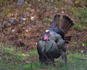 Wild tom turkey (Melaegris gallopavo) displaying