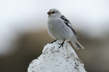 Bruant des neiges,.Plectrophenax nivalis, Snow Bunting, Spitzberg, Svalbard, Norvège