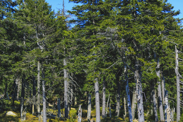 Fir Trees on the Mountain
