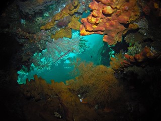 Corals in USS Liberty shipwreck, close to Tulamben beach, Bali Island, Indonesia