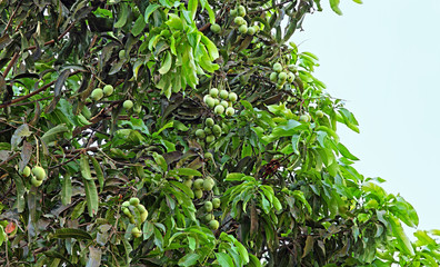 Bunches of unripe Indian mango fruits growing in tree. April, May and June are the major mango season.