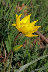 tulipano selvatico (Tulipa silvestris)