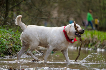 Beautiful white Labrador Retriever dog plays on river in park with branch