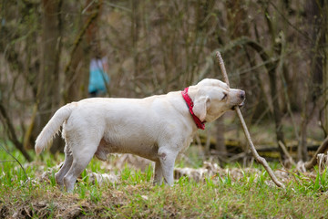 Beautiful white Labrador Retriever dog plays on grass in park with branch
