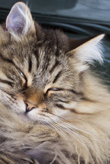 lovely brown tabby cat of siberian breed, sleppig