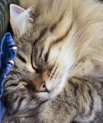 lovely brown tabby cat of siberian breed, sleppig