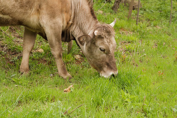 Cow