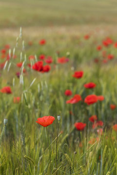 Amapolas rojas