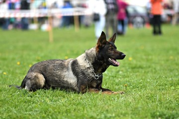 Chien de Garde