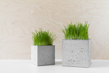 Concrete pots with grass for interior