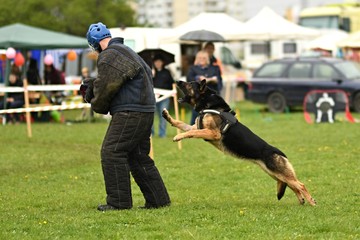 Chien de Garde 

