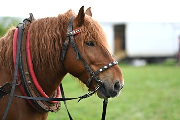 Belgian Heavy Horses