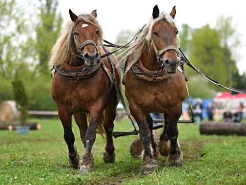 chevaux