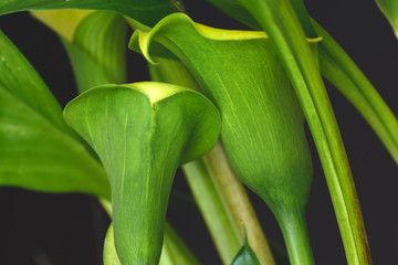Blooming Callas