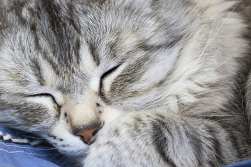 tender silver cat sleeping on the chair