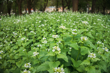 Field of white flowers in spring