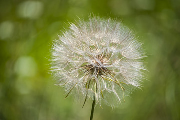 Close up Dreamy dandelion macro and natural background