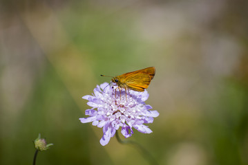 Dipsacaceae flowers macro and butterfly