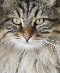 brown tabby cat face, siberian breed