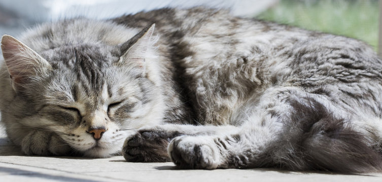 silver cat sleeping on the floor