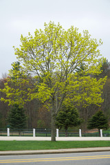 green spring tree in the park at the side of street