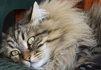 furry brown cat face, siberian breed