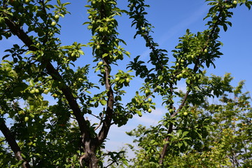 Prugne in maturazione