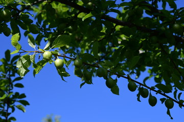 Prugne in maturazione