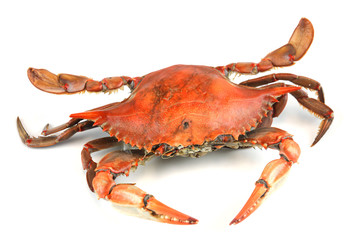 single steamed crab isolated on white background