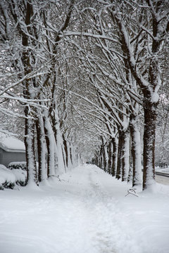A snow covered sidewalk flanked by dormant trees on both sides.