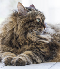brown furry kitten of siberian breed, lying in the garden