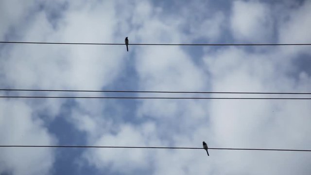 Birds sitting on wires electronic. On the background of blue sky with white clouds.