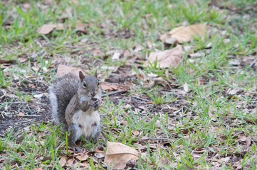 Squirrel