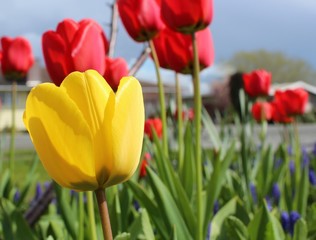 A yellow tulip stands out among red tulips