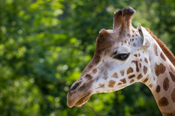 Naklejka na ściany i meble Male giraffe portrait in the natural habitat. Close up of this beautiful mammal.