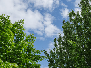 Green leaves and sky
