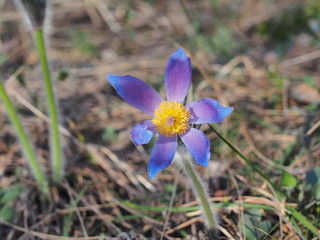 Blooming buds of flowers pasque-flower. The first spring flowers of the forest.